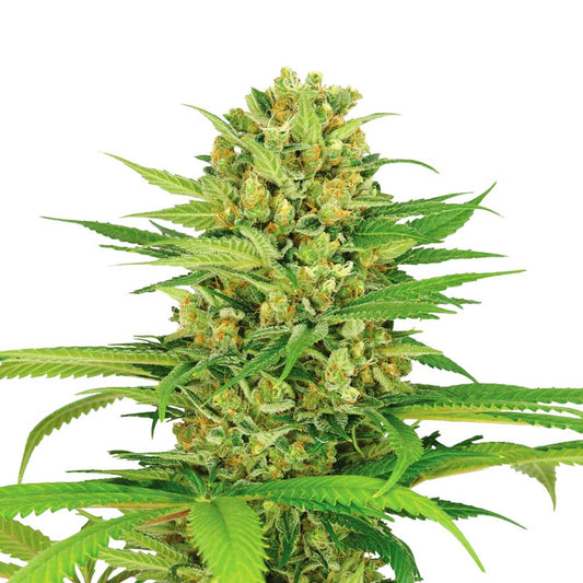 THC Cannabis Samen für den Eigenanbau | Blueberry Skittlez 040 | Autoflower Seed | 25% THC