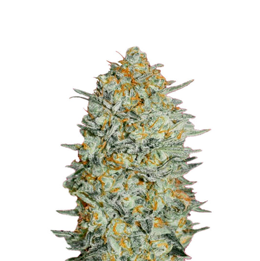 THC Cannabis Samen für den Eigenanbau | Cookies 040 | Autoflower Seed | 17-22% THC