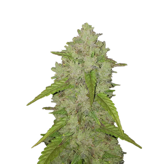 THC Cannabis Samen für den Eigenanbau | Gorilla Glue 040 Auto | Feminized Seed | 25% THC