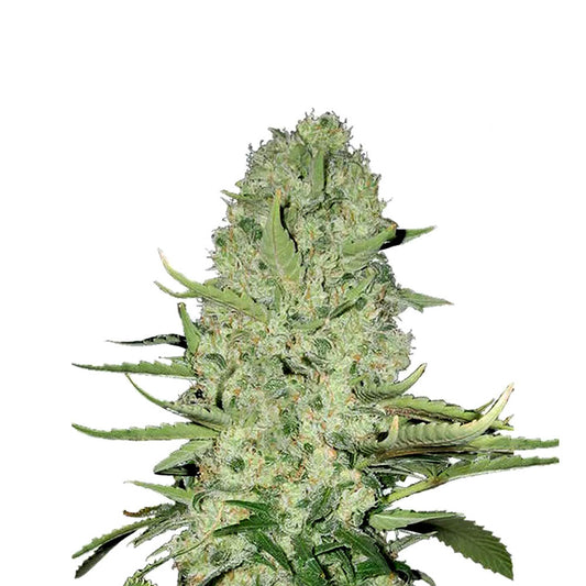 THC Cannabis Samen für den Eigenanbau | Orange Bud 040 | Autoflower Seed | 17-22% THC
