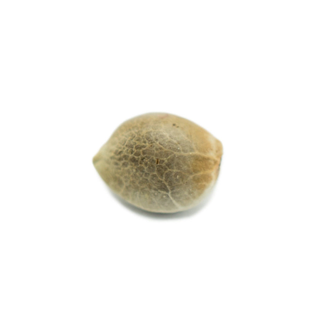 THC Cannabis Samen für den Eigenanbau | Orange Bud 040 | Autoflower Seed | 17-22% THC