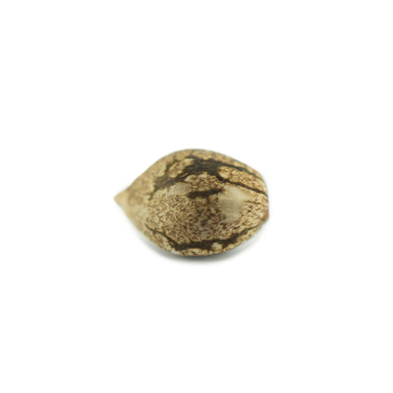THC Cannabis Samen für den Eigenanbau | Cookies 040 | Autoflower Seed | 17-22% THC