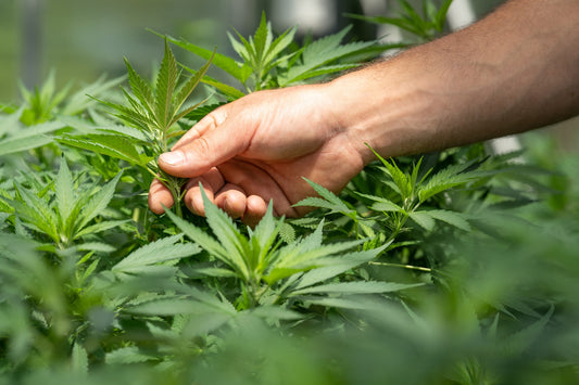 THC Cannabis Samen die eingepflanz wurden